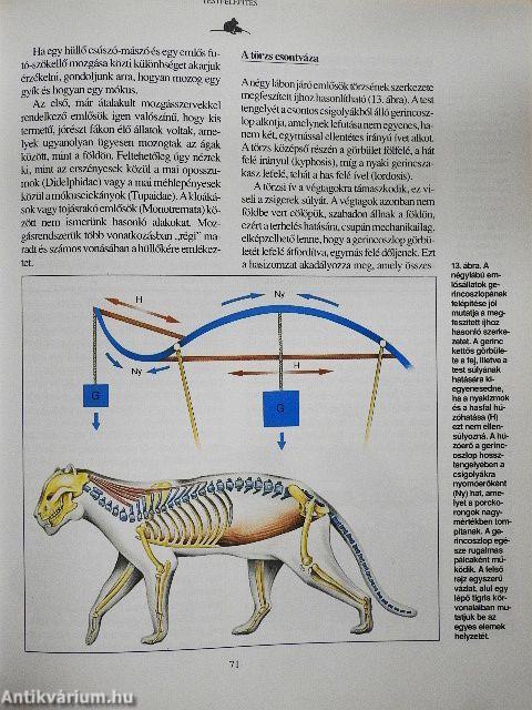 Emlősök enciklopédiája I.
