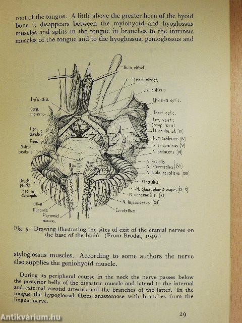 The Cranial Nerves
