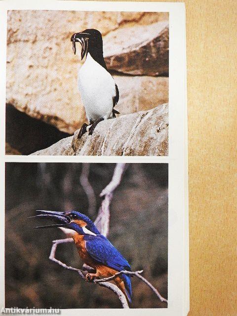 Simon & Schuster's Guide to Birds of the World