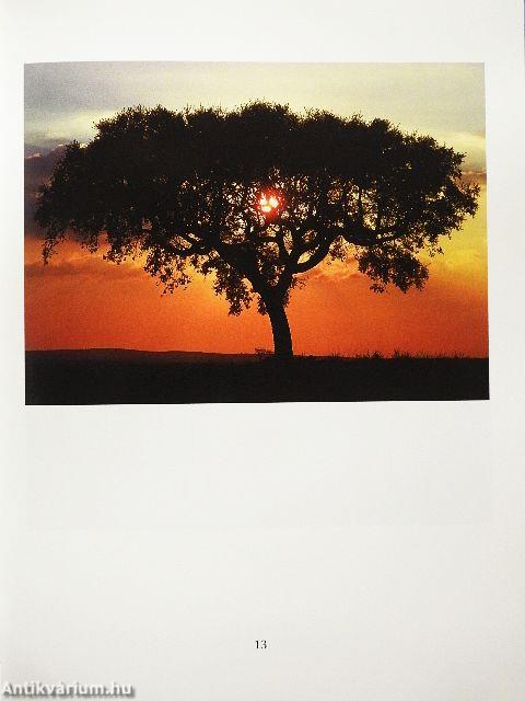 Bäume berühren den Himmel