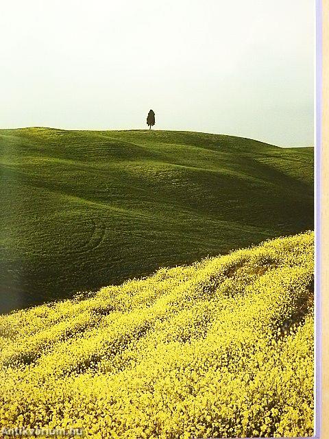 Bäume berühren den Himmel