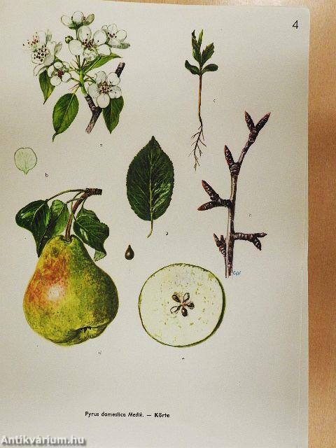 Magyarország kultúrflórája/Színes atlasz "Magyarország kultúrflórájá"-hoz melléklettel