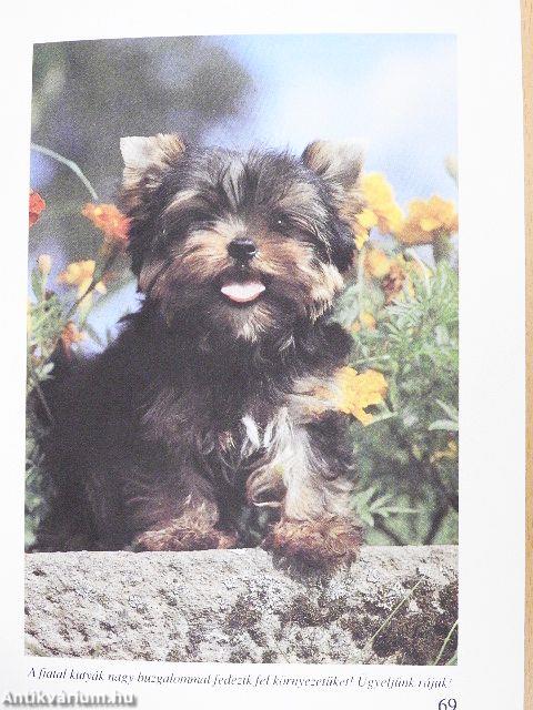 Yorkshire terrier
