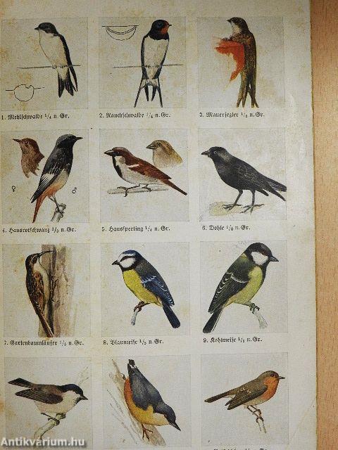 Was fliegt denn da? (gótbetűs)