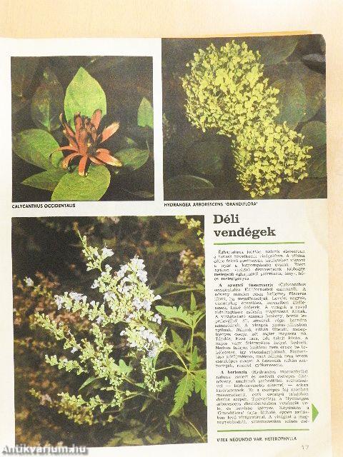 Kertbarát Magazin 1984. nyár