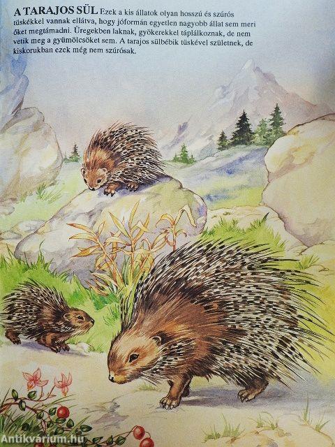 Első könyvem az állatokról és kicsinyeikről