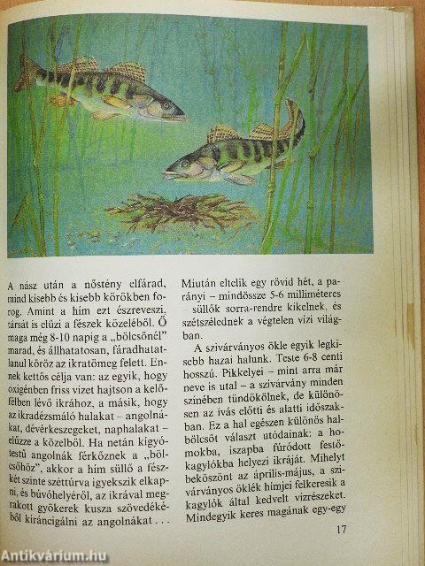 Bölcső a víz alatt