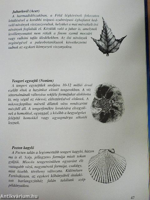 Ősvilágunk képekben