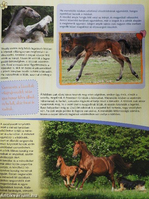 Első lovaskönyvem
