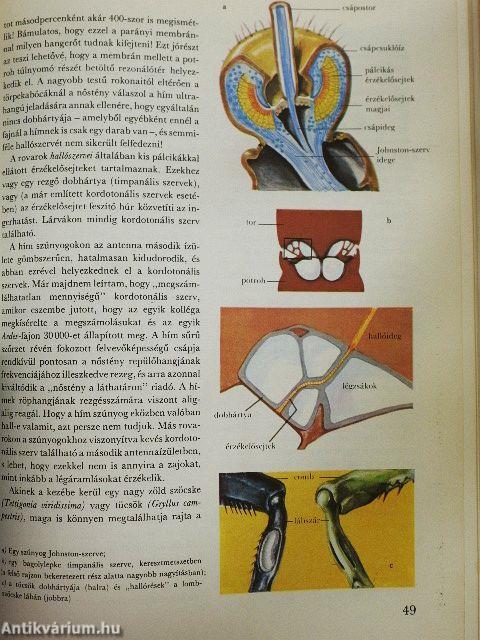 A csodálatos rovarvilág