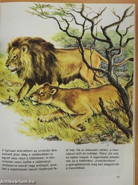 Színes állatvilág