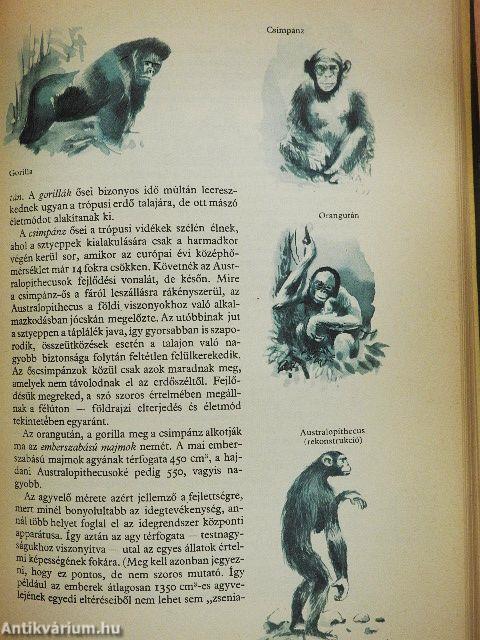 Az ősidők regénye