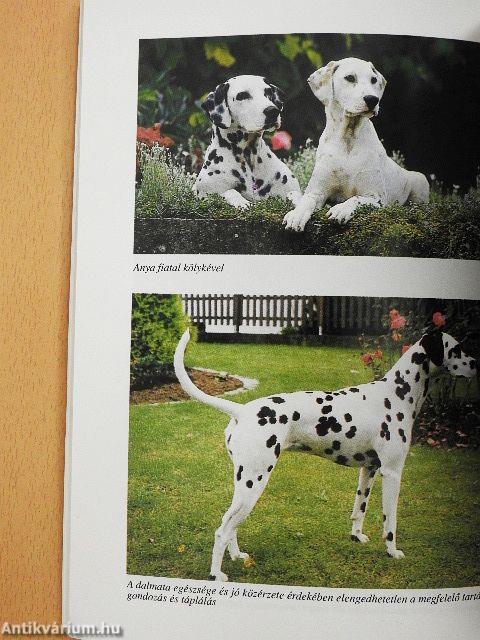 A dalmata