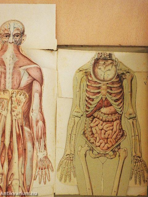 Az új természetes gyógymód I-II. (rossz állapotú)