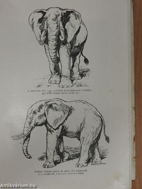 Vadász- és gyüjtőúton Kelet-Afrikában (rossz állapotú)