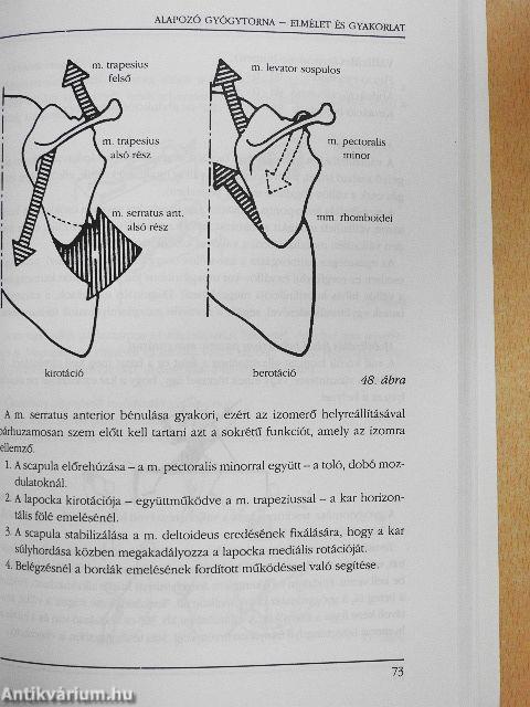 Alapozó gyógytorna elmélet és gyakorlat