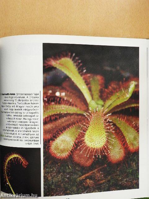 Csodálatos növényvilág