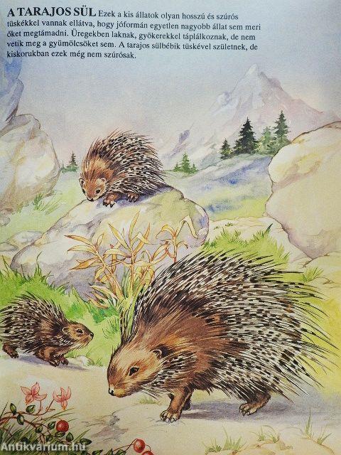 Első könyvem az állatokról és kicsinyeikről