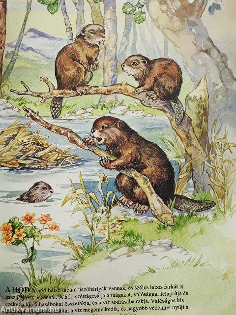 Első könyvem az állatokról és kicsinyeikről