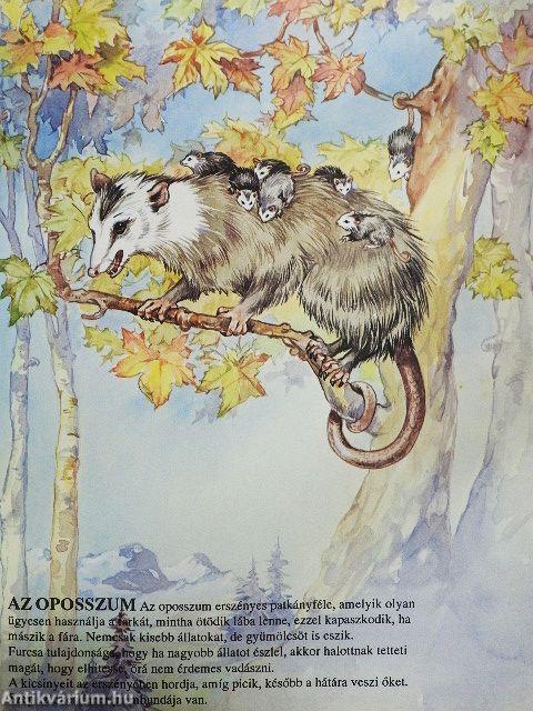 Első könyvem az állatokról és kicsinyeikről