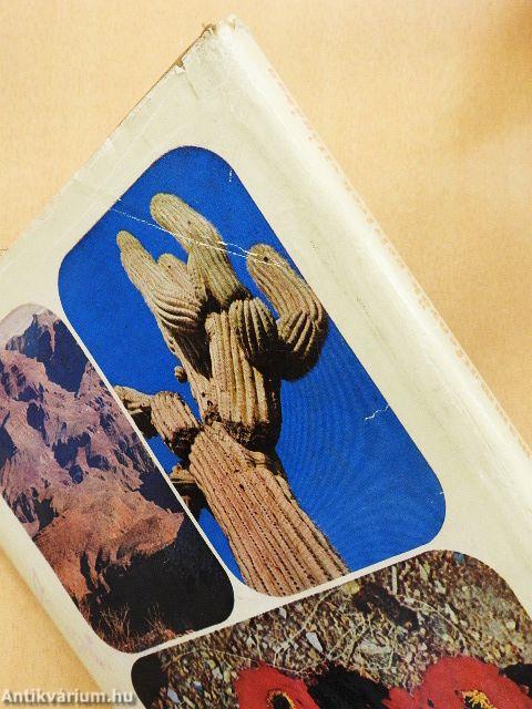 Grizzlymedvék, mammutfenyők, gejzírek világában