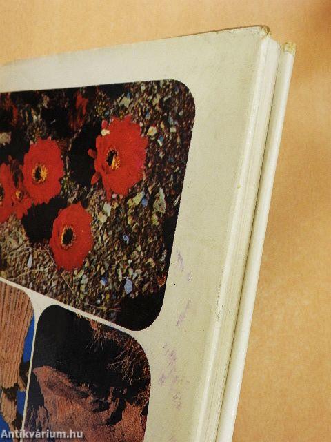 Grizzlymedvék, mammutfenyők, gejzírek világában