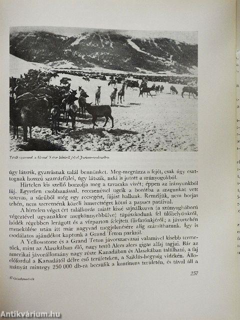 Grizzlymedvék, mammutfenyők, gejzírek világában