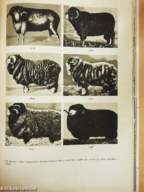 Ausztrália és Óceánia