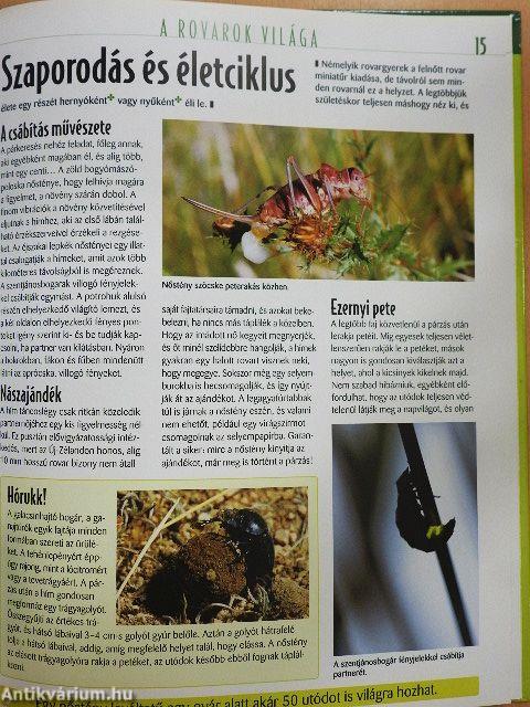 A rovarok