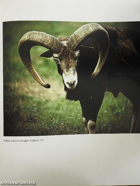 300 kép az életműből