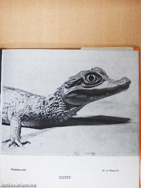 Kígyókról, békákról