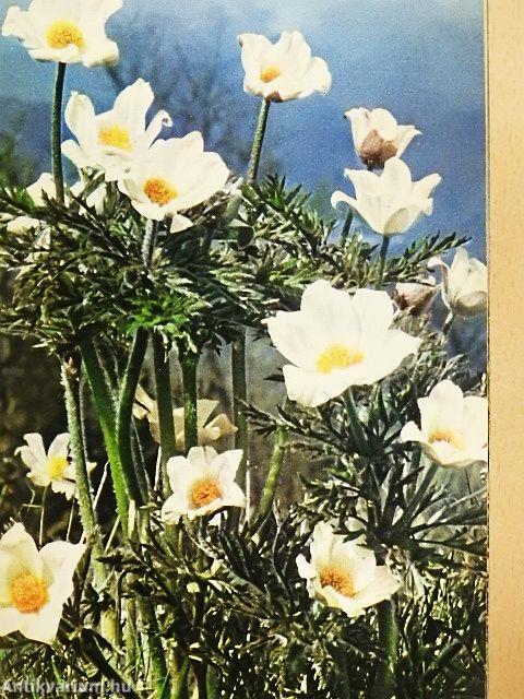 Alpenblumen - Alpenblumen in Ihrer Umwelt und im Volksleben I.