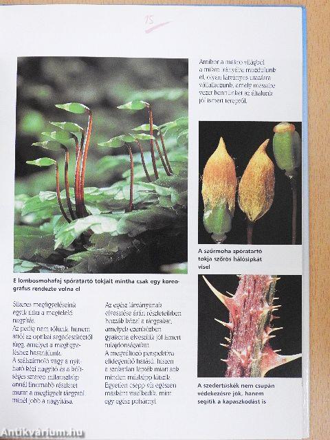 Varázslatok mikroszkóppal