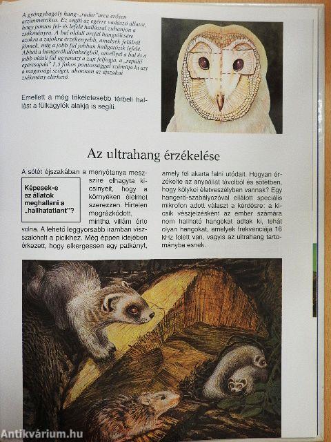 Ahogy az állatok látnak, hallanak és éreznek