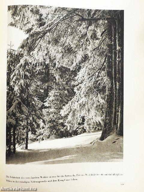 Der Geheimnisvolle Wald