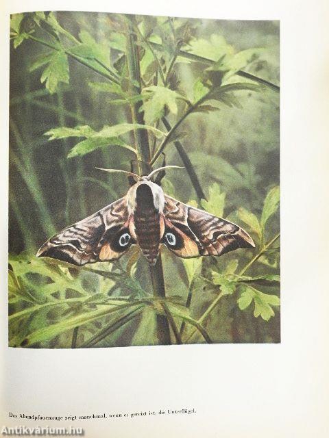 Der Geheimnisvolle Wald