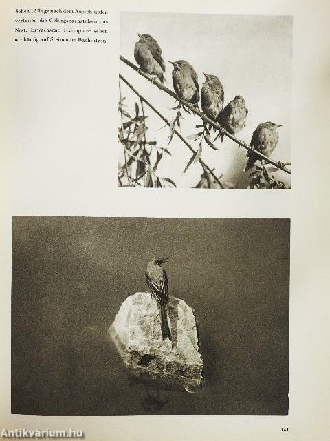 Der Geheimnisvolle Wald