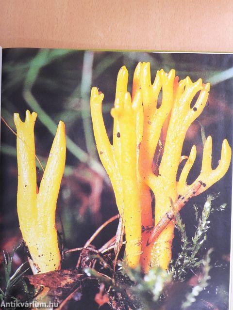 Faszination der Nähe