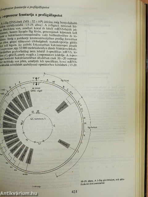 A gén molekuláris biológiája