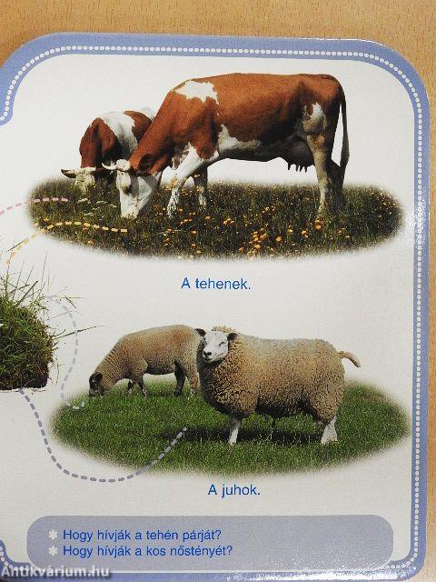 Mit esznek az állatok?