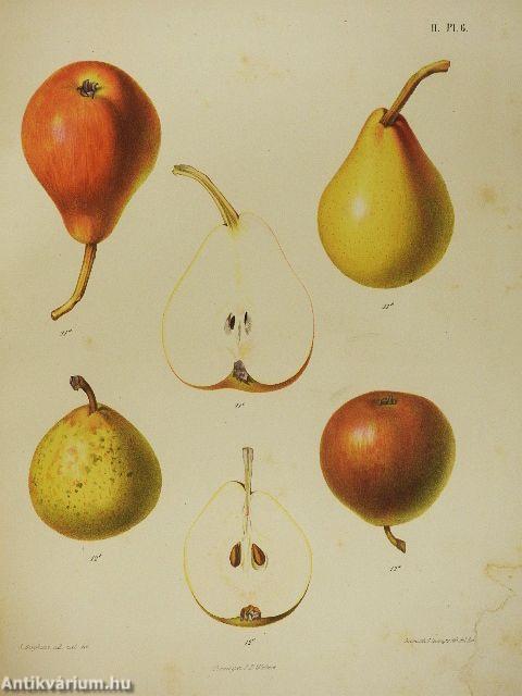 Niederländischer Obstgarten II.