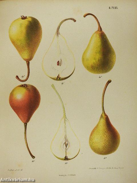 Niederländischer Obstgarten II.