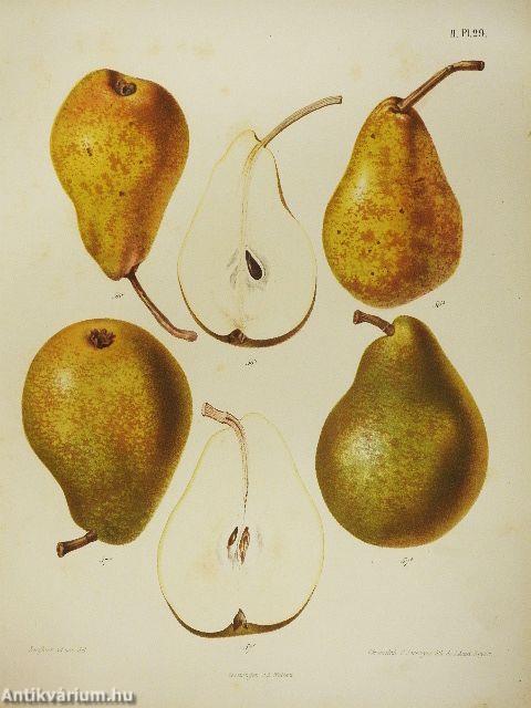 Niederländischer Obstgarten II.