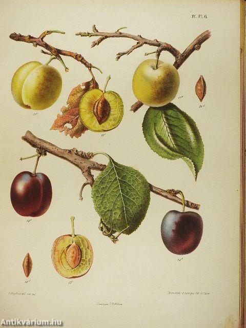 Niederländischer Obstgarten II.