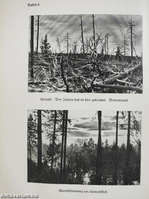 Karhu-der Bär, Hirvi-der Elch (gótbetűs)