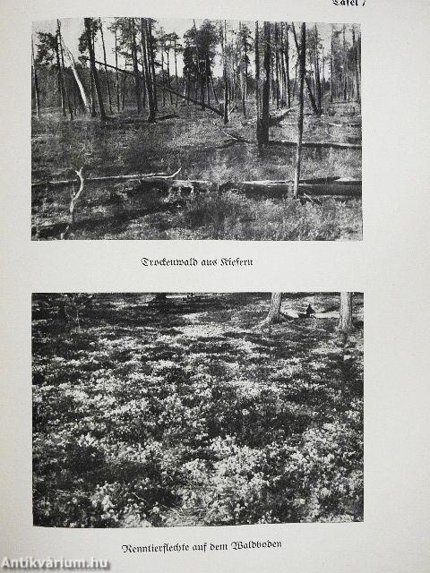 Karhu-der Bär, Hirvi-der Elch (gótbetűs)