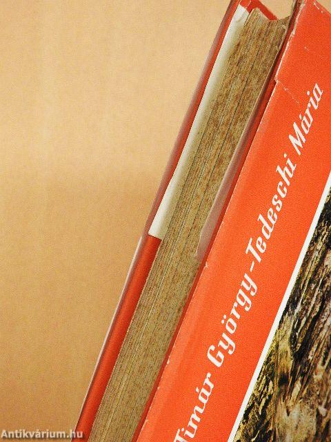 Egyiptomi verőfény