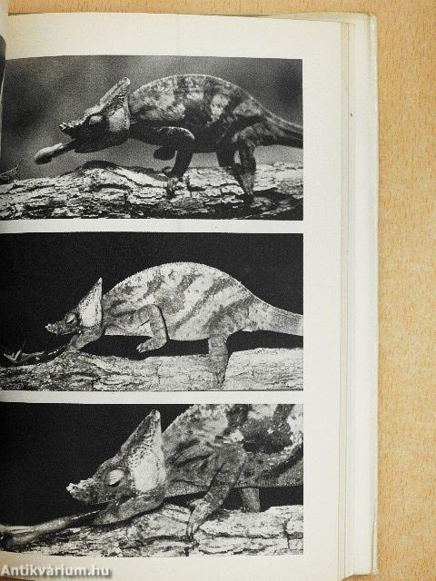 Madagaszkár állatparadicsoma