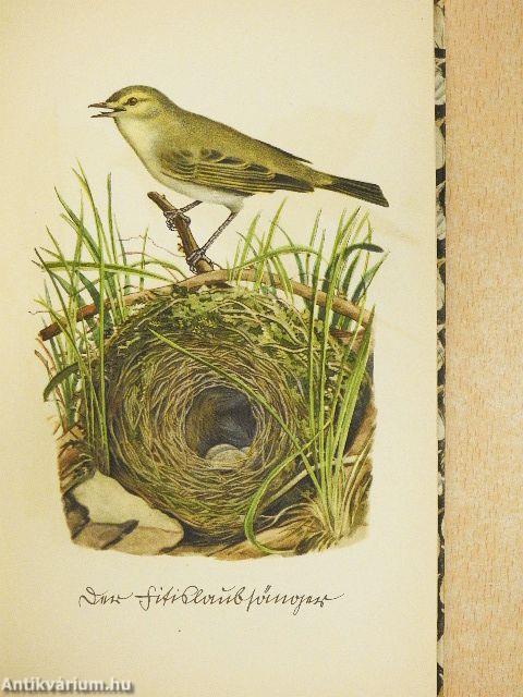 Das kleine Buch der Vögel und Nester (gótbetűs)