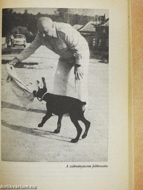 Barátunk a dobermann